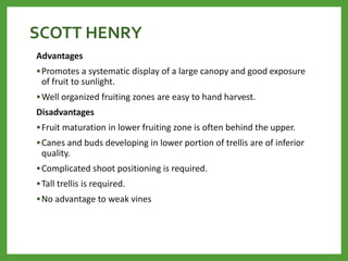 SCOTT HENRY
Advantages
•Promotes a systematic display of a large canopy and good exposure
of fruit to sunlight.
•Well organized fruiting zones are easy to hand harvest.
Disadvantages
•Fruit maturation in lower fruiting zone is often behind the upper.
•Canes and buds developing in lower portion of trellis are of inferior
quality.
•Complicated shoot positioning is required.
•Tall trellis is required.
•No advantage to weak vines
 