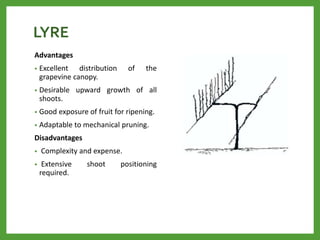 LYRE
Advantages
• Excellent distribution of the
grapevine canopy.
• Desirable upward growth of all
shoots.
• Good exposure of fruit for ripening.
• Adaptable to mechanical pruning.
Disadvantages
• Complexity and expense.
• Extensive shoot positioning
required.
 