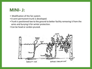 MINI- J:
• Modification of the fan system.
• A semi-permanent trunk is developed.
• Trunk is positioned low to the ground to better facility removing it from the
wires and burying it for winter protection.
• Can be head or cordon pruned.
 