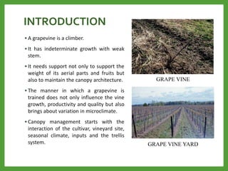 INTRODUCTION
• A grapevine is a climber.
• It has indeterminate growth with weak
stem.
• It needs support not only to support the
weight of its aerial parts and fruits but
also to maintain the canopy architecture.
• The manner in which a grapevine is
trained does not only influence the vine
growth, productivity and quality but also
brings about variation in microclimate.
• Canopy management starts with the
interaction of the cultivar, vineyard site,
seasonal climate, inputs and the trellis
system.
GRAPE VINE
GRAPE VINE YARD
 
