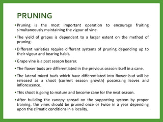 PRUNING
•Pruning is the most important operation to encourage fruiting
simultaneously maintaining the vigour of vine.
•The yield of grapes is dependent to a larger extent on the method of
pruning.
•Different varieties require different systems of pruning depending up to
their vigour and bearing habit.
•Grape vine is a past season bearer.
•The flower buds are differentiated in the previous season itself in a cane.
•The lateral mixed buds which have differentiated into flower bud will be
released as a shoot (current season growth) possessing leaves and
inflorescence.
•This shoot is going to mature and become cane for the next season.
•After building the canopy spread on the supporting system by proper
training, the vines should be pruned once or twice in a year depending
upon the climatic conditions in a locality.
 