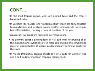 CONT….
•In the mild tropical region, vines are pruned twice and the crop is
harvested twice.
•In varieties like ‘Gulabi’ and ‘Bangalore Blue’ which are fairly resistant
to rain damage and in which cloudy weather and rains do not impair
bud differentiation, pruning is done at one time of the year.
•As a result, five crops are harvested every two years.
•The growers adopt a pruning level of 4-5 bud level for pruning of all
the matured canes which results in more exploitation of reserved food
material leading to loss of vigour, quality and early setting of senility in
the vines.
•In ‘Pacha Dhiraksha’, pruning shoots to 4 or 5 buds for summer crop
and 3 or 4 buds for monsoon crop is recommended.
 