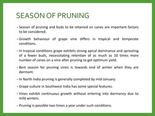 SEASON OF PRUNING
• Season of pruning and buds to be retained on canes are important factors
to be considered.
• Growth behaviour of grape vine differs in tropical and temperate
conditions.
• In tropical conditions grape exhibits strong apical dominance and sprouting
of a fewer buds, necessitating retention of as much as 10 times more
number of canes on a vine after pruning to get optimum yield.
• Best season for pruning vines is towards end of winter when they are
dormant.
• In North India pruning is generally completed by mid-January.
• Grape culture in Southwest India has some special features.
• Vines exhibit continuous growth without entering into dormancy due to
mild winters.
• Pruning is possible two times a year under such conditions.
 