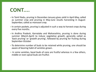CONT….
• In Tamil Nadu, pruning in December-January gives yield in April-May, called
as summer crop and pruning in May-June results harvesting in August-
September, called as monsoon crop.
• In certain pockets, pruning is adjusted in such a way to harvest crops during
every five months.
• In Andhra Pradesh, Karnataka and Maharashtra, pruning is done during
summer (March-April) to induce vegetative growth, generally called as
'back pruning' or 'growth pruning', followed by pruning for fruiting during
September-October
• To determine number of buds to be retained while pruning, one should be
aware of bearing habit of varieties grown.
• In some varieties, basal buds of cane are fruitful whereas in a few others,
middle or even apical buds are fruitful.
 