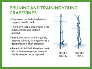 PRUNING ANDTRAININGYOUNG
GRAPEVINES
• Grapevines can be trained with a
single or double trunk.
• Training vines to a single trunk is the
most common and simplest
method.
• In cold climates or with marginally
adapted cultivars, training vines to a
double trunk is often preferred.
• If one trunk is killed, the other trunk
will provide some production until
the dead trunk can be replaced.
SINGLE
TRUNK
DOUBLE
TRUNK
 