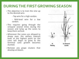 DURINGTHE FIRST GROWING SEASON
• The objective is to train the vine up
to the desired wire.
- Top wire for a high cordon.
- Mid-level wire for a low
cordon.
• This requires going through the
vineyard several times during the
season and tying up the canes to
keep them vertical.
• Whenever the canes are allowed to
droop over, the axillary (lateral)
buds at the highest point on the
cane will begin to grow & the
terminal cane growth becomes
stunted.
• Remove any grape clusters that
develop at bloom.
 