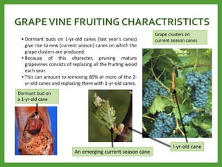 GRAPEVINE FRUITING CHARACTRISTICTS
• Dormant buds on 1-yr-old canes (last year’s canes)
give rise to new (current season) canes on which the
grape clusters are produced.
• Because of this character, pruning mature
grapevines consists of replacing all the fruiting wood
each year.
• This can amount to removing 80% or more of the 2-
yr-old canes and replacing them with 1-yr-old canes.
Dormant bud on
a 1-yr-old cane
!-yr-old cane
An emerging current season cane
Grape clusters on
current season canes
 
