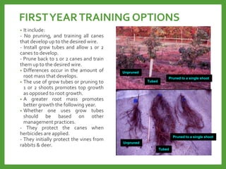 FIRSTYEARTRAINING OPTIONS
• It include:
- No pruning, and training all canes
that develop up to the desired wire.
- Install grow tubes and allow 1 or 2
canes to develop.
- Prune back to 1 or 2 canes and train
them up to the desired wire.
• Differences occur in the amount of
root mass that develops.
• The use of grow tubes or pruning to
1 or 2 shoots promotes top growth
as opposed to root growth.
• A greater root mass promotes
better growth the following year.
• Whether one uses grow tubes
should be based on other
management practices.
- They protect the canes when
herbicides are applied.
- They initially protect the vines from
rabbits & deer.
Unpruned
Tubed
Pruned to a single shoot
Unpruned
Tubed
Pruned to a single shoot
 