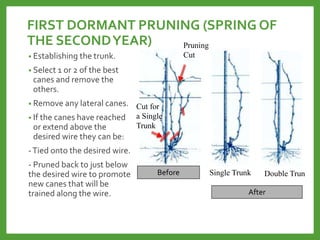 FIRST DORMANT PRUNING (SPRING OF
THE SECONDYEAR)
• Establishing the trunk.
• Select 1 or 2 of the best
canes and remove the
others.
• Remove any lateral canes.
• If the canes have reached
or extend above the
desired wire they can be:
-Tied onto the desired wire.
- Pruned back to just below
the desired wire to promote
new canes that will be
trained along the wire.
Before Single Trunk Double Trun
After
Pruning
Cut
Cut for
a Single
Trunk
 