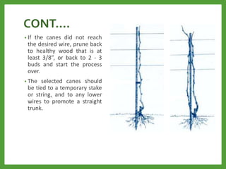 CONT….
• If the canes did not reach
the desired wire, prune back
to healthy wood that is at
least 3/8”, or back to 2 - 3
buds and start the process
over.
• The selected canes should
be tied to a temporary stake
or string, and to any lower
wires to promote a straight
trunk.
 