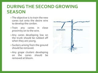 DURINGTHE SECOND GROWING
SEASON
• The objective is to train the new
canes out onto the desire wire
to develop the cordon.
• Train any canes in close
proximity on to the wire.
• Any canes developing low on
the trunk should be rubbed off
when they are young.
• Suckers arising from the ground
should be removed.
• Any grape clusters developing
on the canes should be
removed at bloom.
 