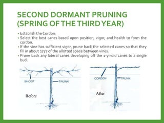 SECOND DORMANT PRUNING
(SPRING OFTHETHIRDYEAR)
• Establish the Cordon:
• Select the best canes based upon position, vigor, and health to form the
cordon.
• If the vine has sufficient vigor, prune back the selected canes so that they
fill in about 2/3’s of the allotted space between vines.
• Prune back any lateral canes developing off the 1-yr-old canes to a single
bud.
Before
After
 