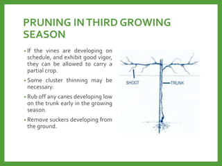 PRUNING INTHIRD GROWING
SEASON
• If the vines are developing on
schedule, and exhibit good vigor,
they can be allowed to carry a
partial crop.
• Some cluster thinning may be
necessary.
• Rub off any canes developing low
on the trunk early in the growing
season.
• Remove suckers developing from
the ground.
 
