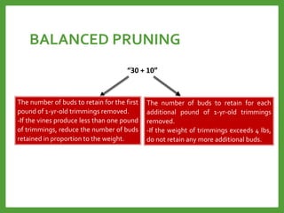 BALANCED PRUNING
The number of buds to retain for each
additional pound of 1-yr-old trimmings
removed.
-If the weight of trimmings exceeds 4 lbs,
do not retain any more additional buds.
“30 + 10”
The number of buds to retain for the first
pound of 1-yr-old trimmings removed.
-If the vines produce less than one pound
of trimmings, reduce the number of buds
retained in proportion to the weight.
 