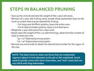 STEPS IN BALANCED PRUNING
• Size-up the vines & estimate the weight of the 1-year-old canes.
• Remove all 1-year-old fruiting canes except those positioned close to the
trunk or cordon that may be retained for fruiting.
- For long cane (Kniffen) systems, leave the entire cane.
- For bi-lateral cordon systems, leave 5 to 6-bud spurs.
• Weigh the 1-year-old canes from a few vines.
• Based upon the weight of the 1-yr-old trimmings, determine the number of
buds to retain per vine.
“30 + 10” balanced pruning system
“20 + 10” balanced pruning system
• Remove any extra buds to obtain the desired bud number for the vigour of
the vine.
NOTE-The ideal canes to retain are those that are moderately
vigorous (about ¼ inch diameter at the 5th or 6th node/bud).Avoid
weak & spindly canes with short internodes, and “bull” canes that are
very thick with long internodes.
 