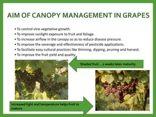 AIM OF CANOPY MANAGEMENT IN GRAPES
• To control vine vegetative growth.
• To improve sunlight exposure to fruit and foliage.
• To increase airflow in the canopy so as to reduce disease pressure.
• To improve the coverage and effectiveness of pesticide applications.
• To facilitate easy cultural practices like thinning, dipping, pruning and harvest.
• To improve the fruit yield and quality.
Shaded fruit …2 weeks later maturity
Increased light and temperature helps fruit to
mature
 