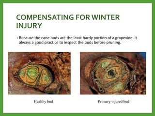 COMPENSATING FOR WINTER
INJURY
• Because the cane buds are the least hardy portion of a grapevine, it
always a good practice to inspect the buds before pruning.
Healthy bud Primary injured bud
 
