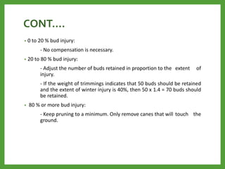 CONT….
• 0 to 20 % bud injury:
- No compensation is necessary.
• 20 to 80 % bud injury:
- Adjust the number of buds retained in proportion to the extent of
injury.
- If the weight of trimmings indicates that 50 buds should be retained
and the extent of winter injury is 40%, then 50 x 1.4 = 70 buds should
be retained.
• 80 % or more bud injury:
- Keep pruning to a minimum. Only remove canes that will touch the
ground.
 