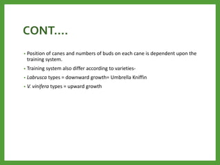 CONT….
• Position of canes and numbers of buds on each cane is dependent upon the
training system.
• Training system also differ according to varieties-
• Labrusca types = downward growth= Umbrella Kniffin
• V. vinifera types = upward growth
 