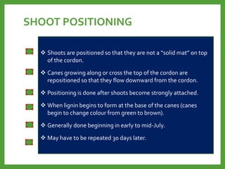 SHOOT POSITIONING
 Shoots are positioned so that they are not a “solid mat” on top
of the cordon.
 Canes growing along or cross the top of the cordon are
repositioned so that they flow downward from the cordon.
 Positioning is done after shoots become strongly attached.
 When lignin begins to form at the base of the canes (canes
begin to change colour from green to brown).
 Generally done beginning in early to mid-July.
 May have to be repeated 30 days later.
 