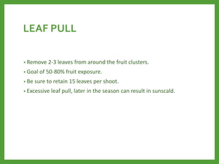 LEAF PULL
• Remove 2‐3 leaves from around the fruit clusters.
• Goal of 50‐80% fruit exposure.
• Be sure to retain 15 leaves per shoot.
• Excessive leaf pull, later in the season can result in sunscald.
 