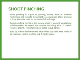 SHOOT PINCHING
• Shoot pinching is a part of pruning, mainly done to promote
fruitfulness and regulate the current season growth. Shoot pinching
is done when the main shoot attains 7-8 leaf stage.
• During pinching the tip of the mature shoot is pinched by retaining
only five nodes. As a result the terminal bud along with 1-2 laterals
resumes growth. These laterals are called as sub-canes.
• Buds up to third node from the base on the sub-cane were found to
be invariably fruitful resulting in 2-3 clusters/cane.
 