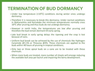 TERMINATION OF BUD DORMANCY
• Under low temperature (<10OC) conditions during winter vines undergo
dormancy.
• Therefore it is necessary to break this dormancy. Under normal conditions
in Maharashtra and Karnataka the minimum temperatures normally cross
10OC after pruning and thus buds do not undergo dormancy.
• However in north India, the temperatures are low after pruning and
therefore the bud remain dormant till early spring.
• Late bud break in early spring delays the ripening and the crop is lost
because of rains.
• Uniform bud break can be achieved by the use of chemicals like Hydrogen
Cynamide @1.5% or Thiourea @4%. These chemicals are applied to the
buds within 48 hours of pruning in tropical conditions.
• Only two or three apical buds on a cane are to be treated with these
chemicals.
• When more buds are treated, more number of shoots will emerge reducing
the available leaf area per bunch and impairing the berry development.
 