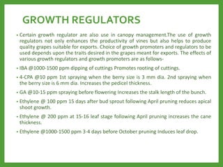 GROWTH REGULATORS
• Certain growth regulator are also use in canopy management.The use of growth
regulators not only enhances the productivity of vines but also helps to produce
quality grapes suitable for exports. Choice of growth promoters and regulators to be
used depends upon the traits desired in the grapes meant for exports. The effects of
various growth regulators and growth promoters are as follows-
• IBA @1000-1500 ppm dipping of cuttings Promotes rooting of cuttings.
• 4-CPA @10 ppm 1st spraying when the berry size is 3 mm dia. 2nd spraying when
the berry size is 6 mm dia. Increases the pedicel thickness.
• GA @10-15 ppm spraying before flowering Increases the stalk length of the bunch.
• Ethylene @ 100 ppm 15 days after bud sprout following April pruning reduces apical
shoot growth.
• Ethylene @ 200 ppm at 15-16 leaf stage following April pruning increases the cane
thickness.
• Ethylene @1000-1500 ppm 3-4 days before October pruning Induces leaf drop.
 