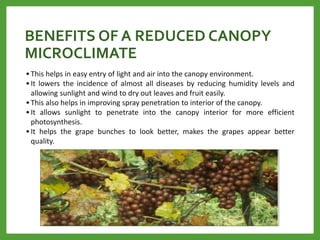 BENEFITS OF A REDUCED CANOPY
MICROCLIMATE
• This helps in easy entry of light and air into the canopy environment.
• It lowers the incidence of almost all diseases by reducing humidity levels and
allowing sunlight and wind to dry out leaves and fruit easily.
• This also helps in improving spray penetration to interior of the canopy.
• It allows sunlight to penetrate into the canopy interior for more efficient
photosynthesis.
• It helps the grape bunches to look better, makes the grapes appear better
quality.
 