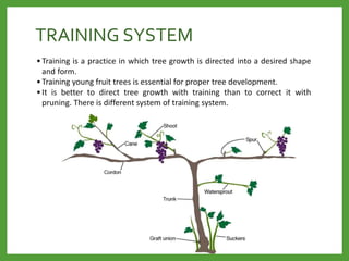 TRAINING SYSTEM
• Training is a practice in which tree growth is directed into a desired shape
and form.
• Training young fruit trees is essential for proper tree development.
• It is better to direct tree growth with training than to correct it with
pruning. There is different system of training system.
 