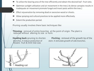  To utilize the bearing area of the tree efficiently and obtain the desired leaf : fruit ratio.
 Optimize sunlight utilization and air movement in the tree.( As dense canopies results in
inadequate air movement promote fungal and insect pests within the tree.)
 Effect rejuvenation by removing dead or excessive wood or shoots.
 Allow spraying and cultural practices to be applied more effectively.
 Extent the production period.
Pruning usually involves there basic techniques like:
Thinning: removal of entire branches at the point of origin. The plant is
reduced without altering its size or form.
Heading back :pruning to shorten Pinching : removal of the growth tip of the
branches. It induce production of stem. It stimulate growth of side branches.
flowers fruit & limit tree size.
Thinning cut
Heading cut
 