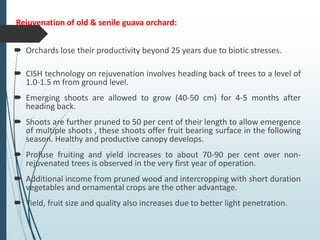 Rejuvenation of old & senile guava orchard:
 Orchards lose their productivity beyond 25 years due to biotic stresses.
 CISH technology on rejuvenation involves heading back of trees to a level of
1.0-1.5 m from ground level.
 Emerging shoots are allowed to grow (40-50 cm) for 4-5 months after
heading back.
 Shoots are further pruned to 50 per cent of their length to allow emergence
of multiple shoots , these shoots offer fruit bearing surface in the following
season. Healthy and productive canopy develops.
 Profuse fruiting and yield increases to about 70-90 per cent over non-
rejuvenated trees is observed in the very first year of operation.
 Additional income from pruned wood and intercropping with short duration
vegetables and ornamental crops are the other advantage.
 Yield, fruit size and quality also increases due to better light penetration.
 