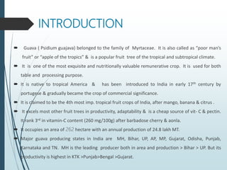 INTRODUCTION
 Guava ( Psidium guajava) belonged to the family of Myrtaceae. It is also called as “poor man’s
fruit” or “apple of the tropics” & is a popular fruit tree of the tropical and subtropical climate.
 It is one of the most exquisite and nutritionally valuable remunerative crop. It is used for both
table and processing purpose.
 It is native to tropical America & has been introduced to India in early 17th century by
portugese & gradually became the crop of commercial significance.
 It is claimed to be the 4th most imp. tropical fruit crops of India, after mango, banana & citrus .
 It excels most other fruit trees in productivity, adaptability & is a cheap source of vit- C & pectin.
It rank 3rd in vitamin-C content (260 mg/100g) after barbadose cherry & aonla.
 It occupies an area of 262 hectare with an annual production of 24.8 lakh MT.
 Major guava producing states in India are MH, Bihar, UP, AP, MP, Gujarat, Odisha, Punjab,
Karnataka and TN. MH is the leading producer both in area and production > Bihar > UP. But its
productivity is highest in KTK >Punjab>Bengal >Gujarat.
 