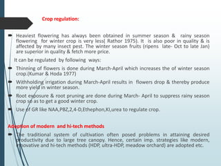 Crop regulation:
 Heaviest flowering has always been obtained in summer season & rainy season
flowering for winter crop is very less( Rathor 1975). It is also poor in quality & is
affected by many insect pest. The winter season fruits (ripens late- Oct to late Jan)
are superior in quality & fetch more price.
It can be regulated by following ways:
 Thinning of flowers is done during March-April which increases the of winter season
crop.(Kumar & Hoda 1977)
 Withholding irrigation during March-April results in flowers drop & thereby produce
more yield in winter season.
 Root exposure & root pruning are done during March- April to suppress rainy season
crop so as to get a good winter crop.
 Use of GR like NAA,PBZ,2,4-D,Ethephon,KI,urea to regulate crop.
Adoption of modern and hi-tech methods
 The traditional system of cultivation often posed problems in attaining desired
productivity due to large tree canopy. Hence, certain imp. strategies like modern,
innovative and hi-tech methods (HDP, ultra-HDP, meadow orchard) are adopted etc.
 