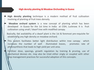 High density planting & Meadow Orcharding in Guava
 High density planting technique is a modern method of fruit cultivation
involving of planting of fruit trees densely.
 Meadow orchard system is a new concept of planting which has been
developed in Guava for the 1st time in India at CISH, Lucknow. It is fruit
cultivation using small / dwarf tree with modified canopy.
Basically, the availability of a dwarf plant is the 1st & foremost pre-requisite for
establishing any high density or meadow orchard.
 This system facilitates better light distribution within tree canopy which
increases the number of well illuminated leaves, promotes rate of
photosynthesis that leads to high yield per unit area.
 Fertilizer dose, spacings, growth regulation by training & pruning, use of
mechanical devises etc. may also be tried either singly or coupled with other
crop management practices for successful adoption of this concepts.
 