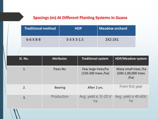 Spacings (m) At Different Planting Systems In Guava
Comparison between traditional and meadow orchard systems of guava
Traditional method HDP Meadow orchard
6-6 X 8-8 3-3 X 3-1.5 2X2-2X1
Sl. No. Attributes Traditional system HDP/Meadow system
1. Trees No. Few large trees/ha
(150-200 trees /ha)
Many small trees /ha
(500-1,00,000 trees
/ha)
2. Bearing After 2 yrs. From first year
3. Production Avg. yield is 12-20 t/
ha
Avg. yield is 40-60t/
ha
 