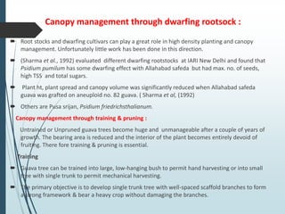 Canopy management through dwarfing rootsock :
 Root stocks and dwarfing cultivars can play a great role in high density planting and canopy
management. Unfortunately little work has been done in this direction.
 (Sharma et al., 1992) evaluated different dwarfing rootstocks at IARI New Delhi and found that
Psidium pumilum has some dwarfing effect with Allahabad safeda but had max. no. of seeds,
high TSS and total sugars.
 Plant ht, plant spread and canopy volume was significantly reduced when Allahabad safeda
guava was grafted on aneuploid no. 82 guava. ( Sharma et al, (1992)
 Others are Pusa srijan, Psidium friedrichsthalianum.
Canopy management through training & pruning :
Untrained or Unpruned guava trees become huge and unmanageable after a couple of years of
growth. The bearing area is reduced and the interior of the plant becomes entirely devoid of
fruiting. There fore training & pruning is essential.
Training
 Guava tree can be trained into large, low-hanging bush to permit hand harvesting or into small
tree with single trunk to permit mechanical harvesting.
 The primary objective is to develop single trunk tree with well-spaced scaffold branches to form
a strong framework & bear a heavy crop without damaging the branches.
 
