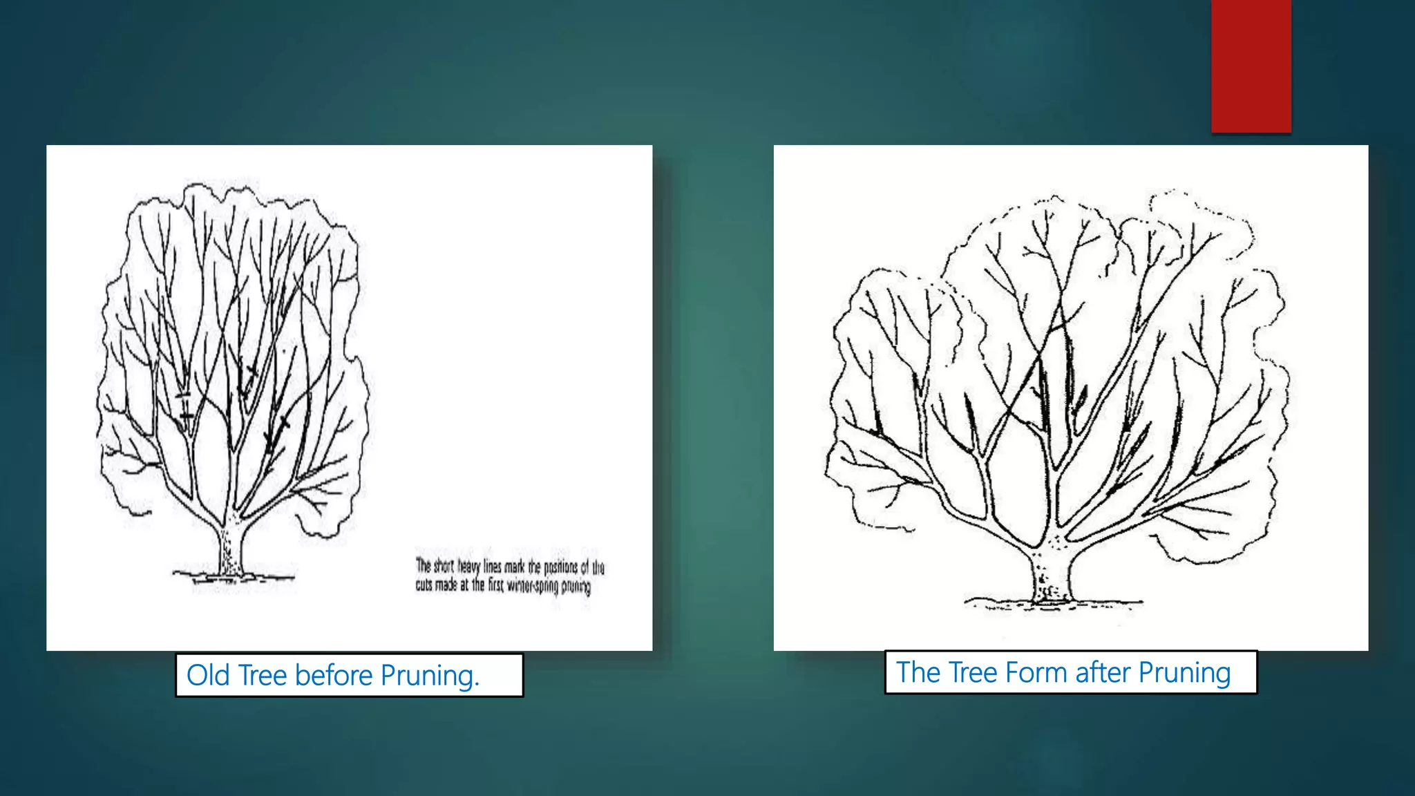 Old Tree before Pruning. The Tree Form after Pruning
 