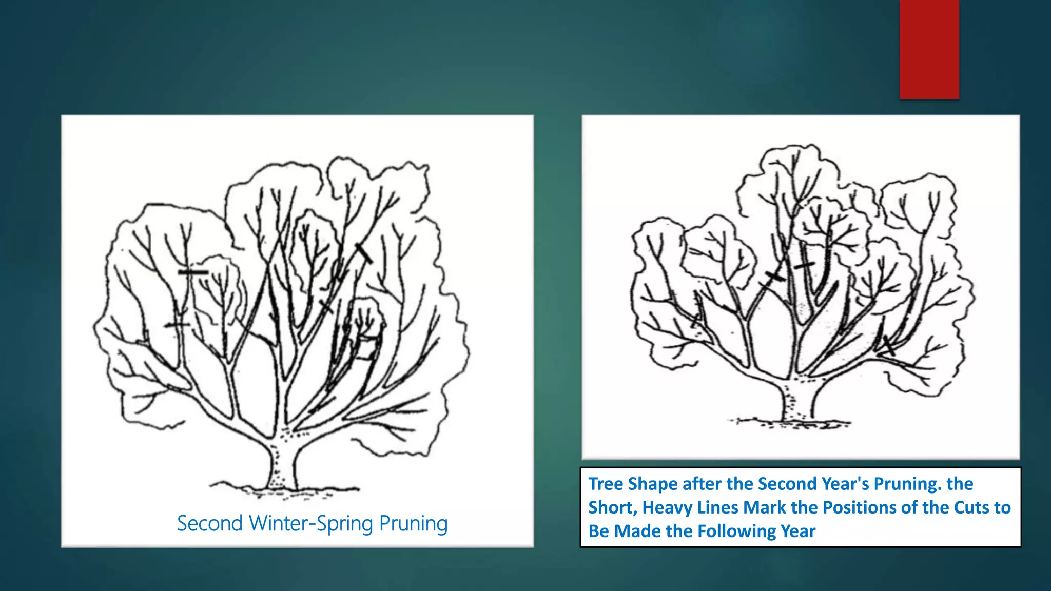 Second Winter-Spring Pruning
Tree Shape after the Second Year's Pruning. the
Short, Heavy Lines Mark the Positions of the Cuts to
Be Made the Following Year
 