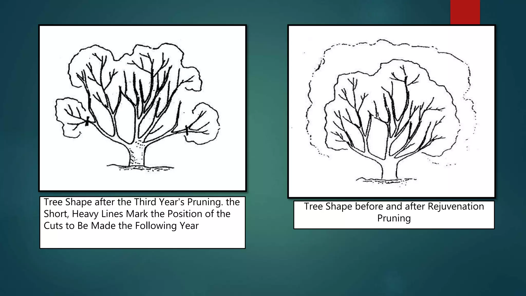 Tree Shape after the Third Year's Pruning. the
Short, Heavy Lines Mark the Position of the
Cuts to Be Made the Following Year
Tree Shape before and after Rejuvenation
Pruning
 