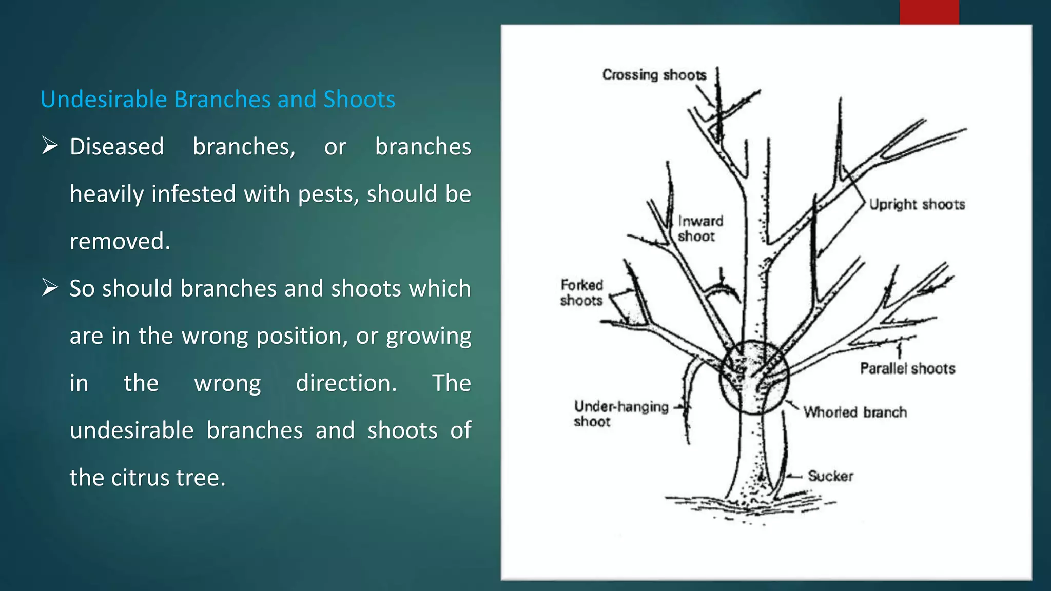 Undesirable Branches and Shoots
 Diseased branches, or branches
heavily infested with pests, should be
removed.
 So should branches and shoots which
are in the wrong position, or growing
in the wrong direction. The
undesirable branches and shoots of
the citrus tree.
 