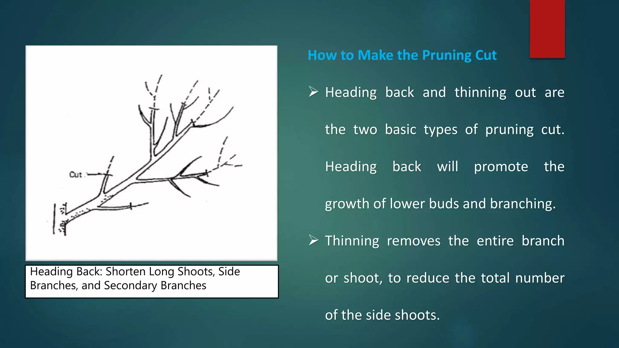 How to Make the Pruning Cut
 Heading back and thinning out are
the two basic types of pruning cut.
Heading back will promote the
growth of lower buds and branching.
 Thinning removes the entire branch
or shoot, to reduce the total number
of the side shoots.
Heading Back: Shorten Long Shoots, Side
Branches, and Secondary Branches
 