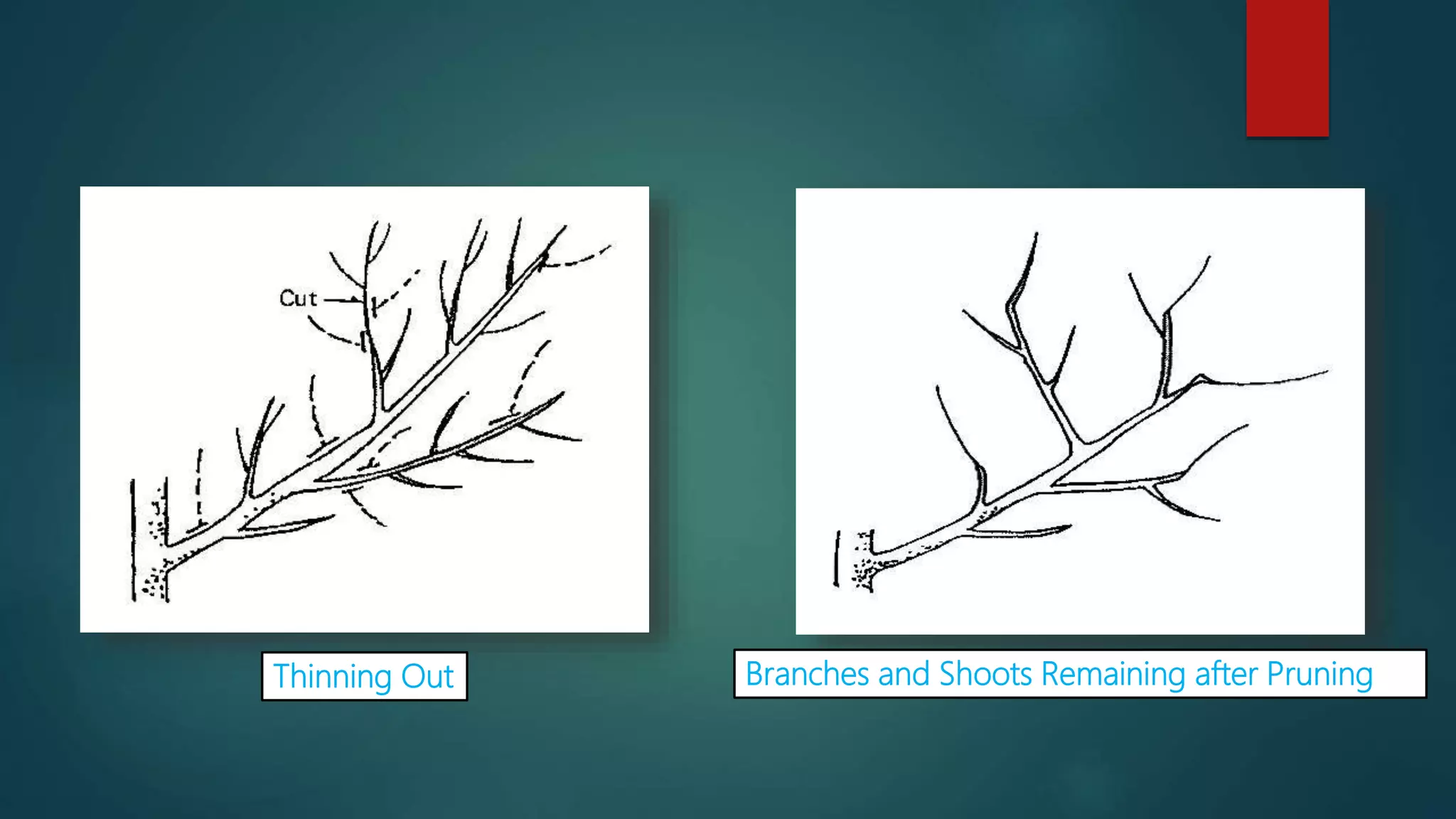 Thinning Out Branches and Shoots Remaining after Pruning
 