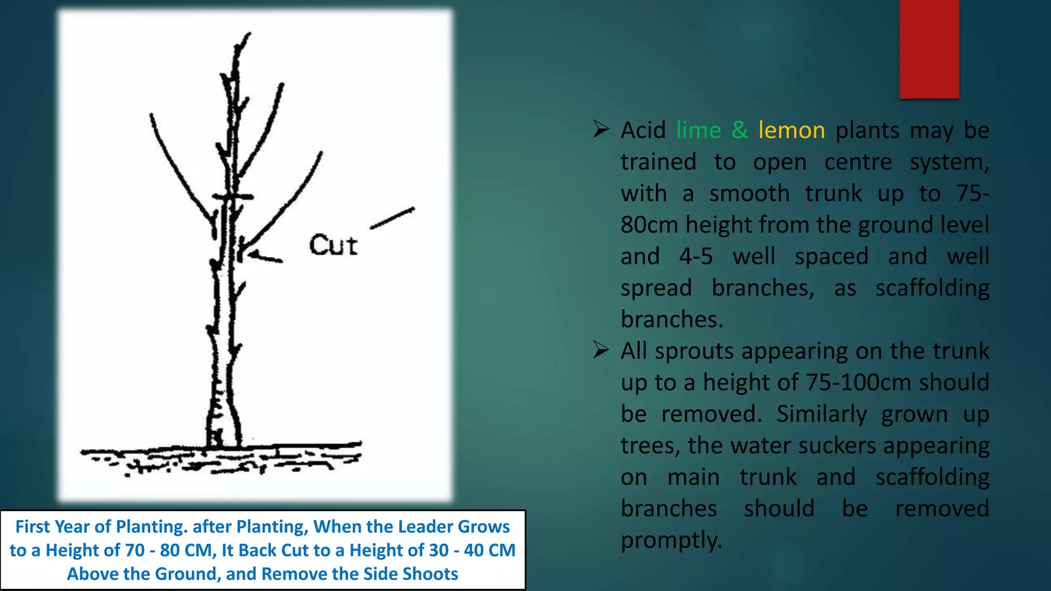  Acid lime & lemon plants may be
trained to open centre system,
with a smooth trunk up to 75-
80cm height from the ground level
and 4-5 well spaced and well
spread branches, as scaffolding
branches.
 All sprouts appearing on the trunk
up to a height of 75-100cm should
be removed. Similarly grown up
trees, the water suckers appearing
on main trunk and scaffolding
branches should be removed
promptly.
First Year of Planting. after Planting, When the Leader Grows
to a Height of 70 - 80 CM, It Back Cut to a Height of 30 - 40 CM
Above the Ground, and Remove the Side Shoots
 
