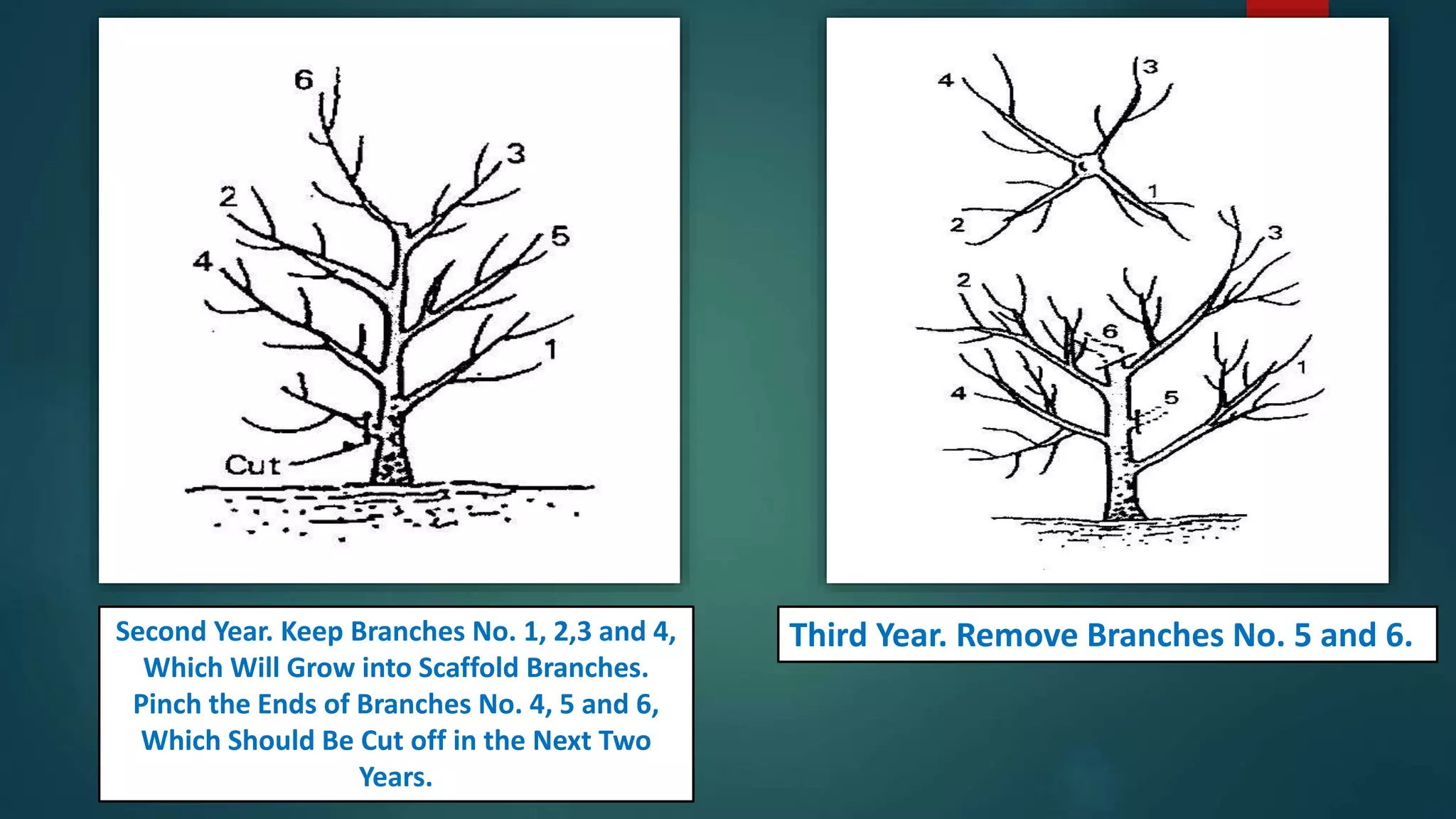 Second Year. Keep Branches No. 1, 2,3 and 4,
Which Will Grow into Scaffold Branches.
Pinch the Ends of Branches No. 4, 5 and 6,
Which Should Be Cut off in the Next Two
Years.
Third Year. Remove Branches No. 5 and 6.
 