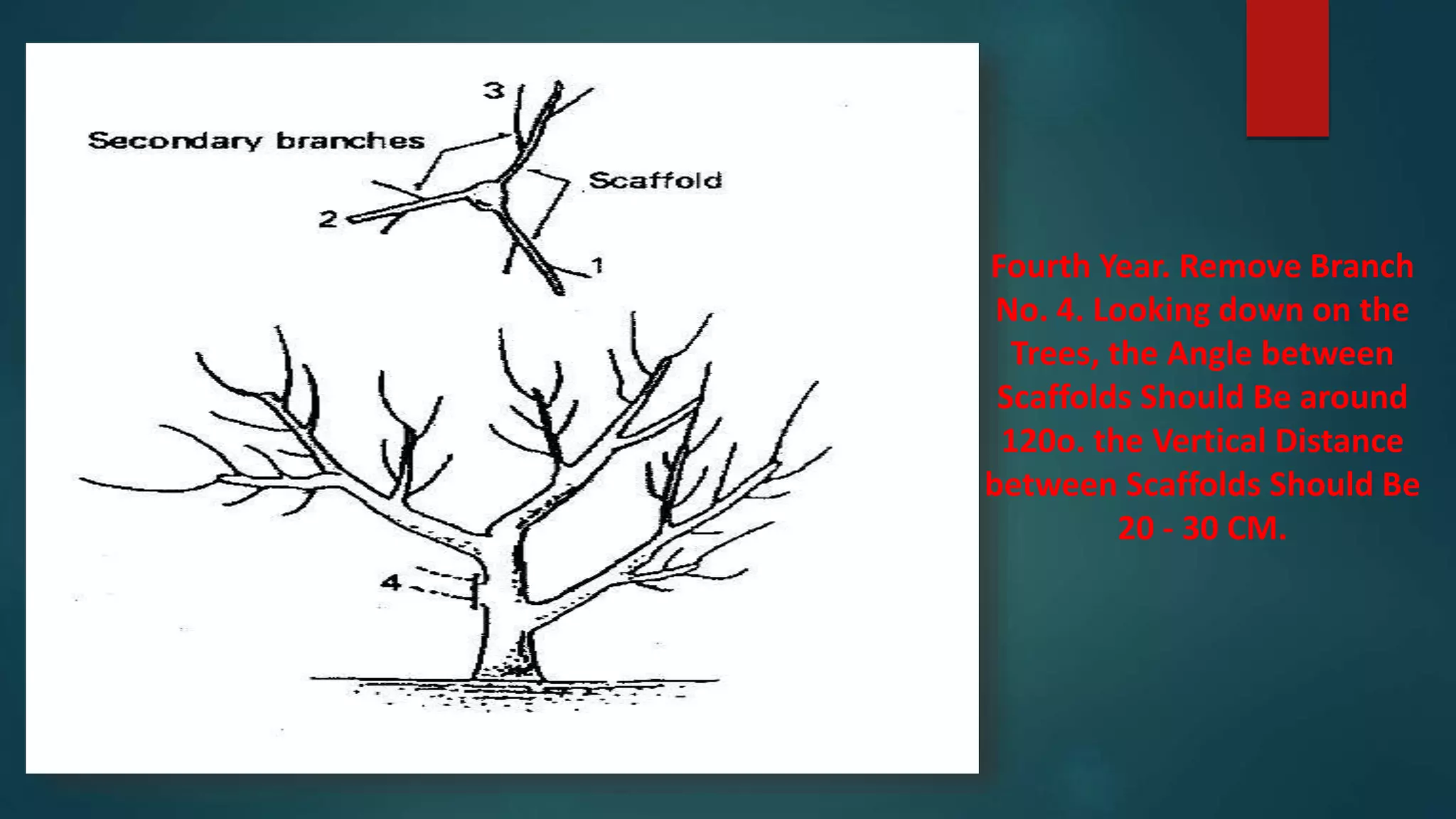 Fourth Year. Remove Branch
No. 4. Looking down on the
Trees, the Angle between
Scaffolds Should Be around
120o. the Vertical Distance
between Scaffolds Should Be
20 - 30 CM.
 