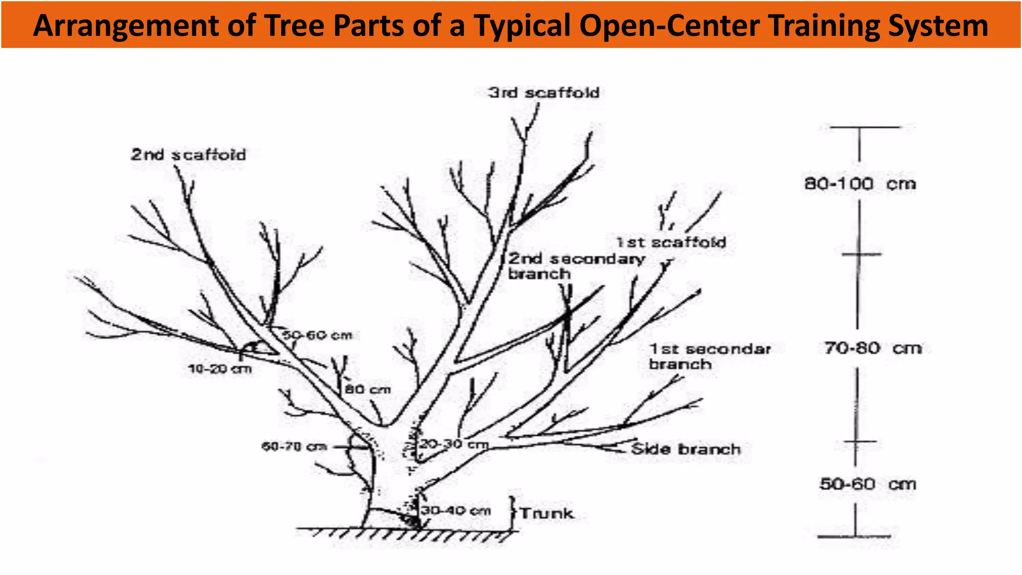 Arrangement of Tree Parts of a Typical Open-Center Training System
 