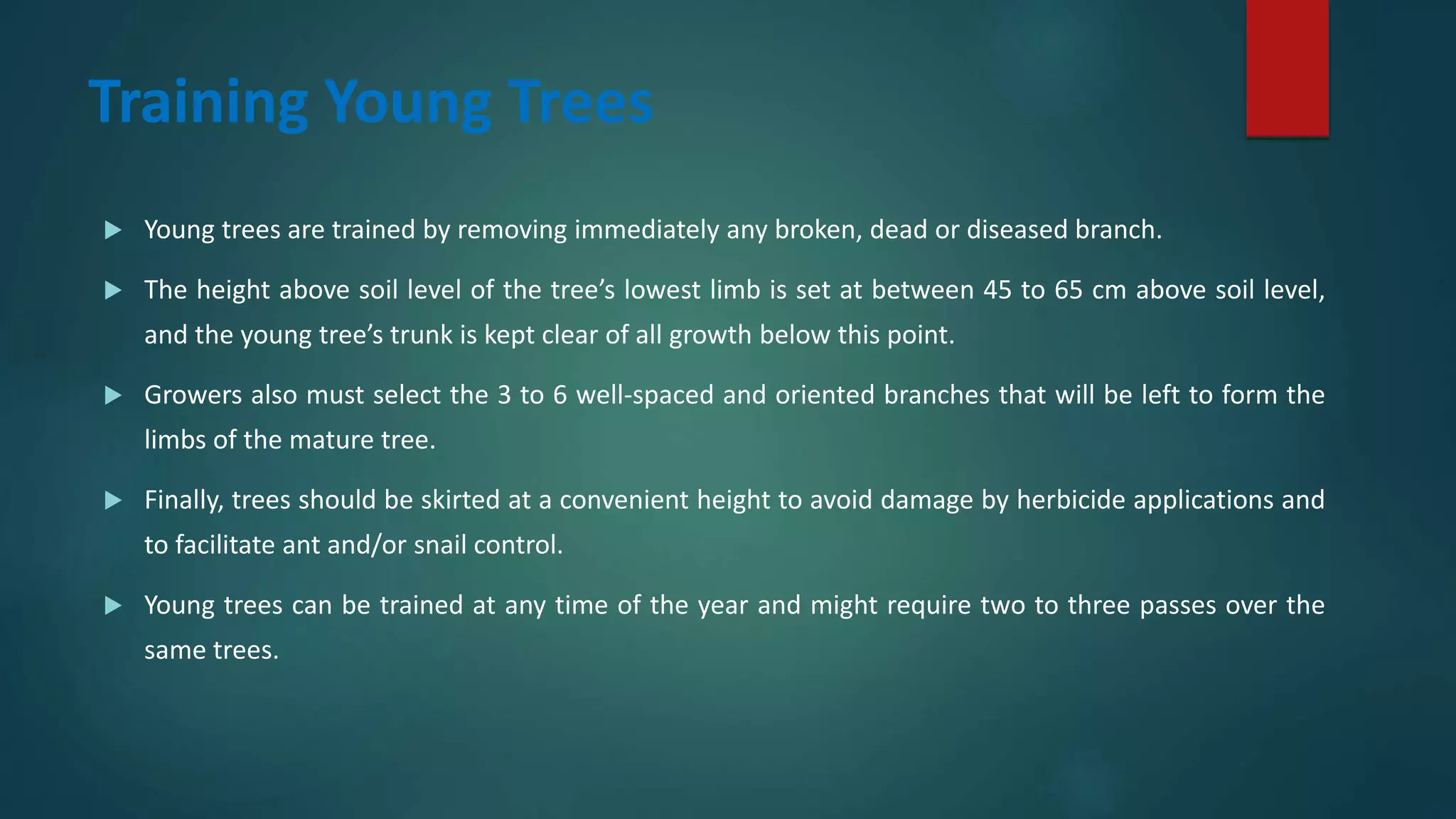 Training Young Trees
 Young trees are trained by removing immediately any broken, dead or diseased branch.
 The height above soil level of the tree’s lowest limb is set at between 45 to 65 cm above soil level,
and the young tree’s trunk is kept clear of all growth below this point.
 Growers also must select the 3 to 6 well-spaced and oriented branches that will be left to form the
limbs of the mature tree.
 Finally, trees should be skirted at a convenient height to avoid damage by herbicide applications and
to facilitate ant and/or snail control.
 Young trees can be trained at any time of the year and might require two to three passes over the
same trees.
 