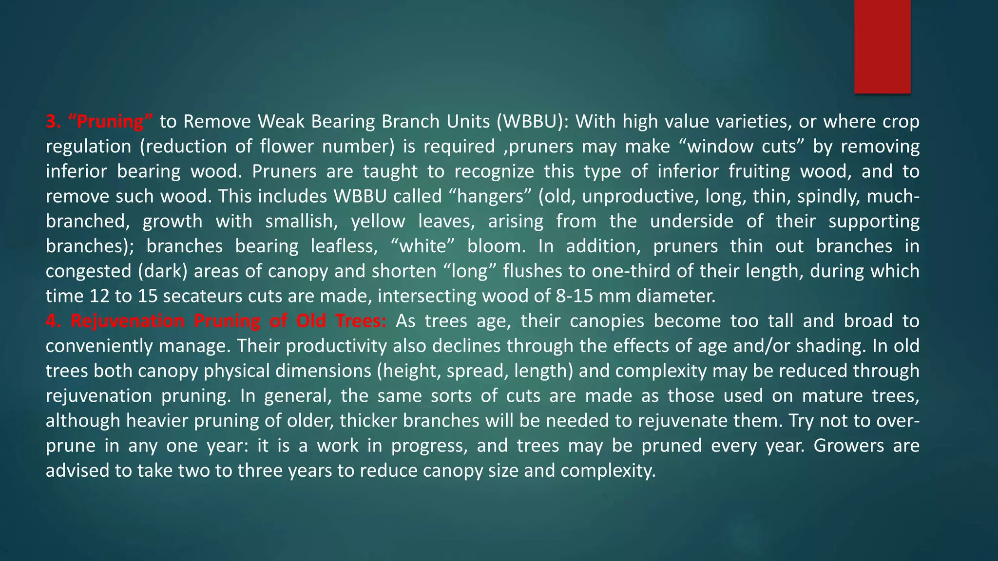 3. “Pruning” to Remove Weak Bearing Branch Units (WBBU): With high value varieties, or where crop
regulation (reduction of flower number) is required ,pruners may make “window cuts” by removing
inferior bearing wood. Pruners are taught to recognize this type of inferior fruiting wood, and to
remove such wood. This includes WBBU called “hangers” (old, unproductive, long, thin, spindly, much-
branched, growth with smallish, yellow leaves, arising from the underside of their supporting
branches); branches bearing leafless, “white” bloom. In addition, pruners thin out branches in
congested (dark) areas of canopy and shorten “long” flushes to one-third of their length, during which
time 12 to 15 secateurs cuts are made, intersecting wood of 8-15 mm diameter.
4. Rejuvenation Pruning of Old Trees: As trees age, their canopies become too tall and broad to
conveniently manage. Their productivity also declines through the effects of age and/or shading. In old
trees both canopy physical dimensions (height, spread, length) and complexity may be reduced through
rejuvenation pruning. In general, the same sorts of cuts are made as those used on mature trees,
although heavier pruning of older, thicker branches will be needed to rejuvenate them. Try not to over-
prune in any one year: it is a work in progress, and trees may be pruned every year. Growers are
advised to take two to three years to reduce canopy size and complexity.
 