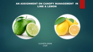 AN ASSIGNMENT ON CANOPY MANAGEMENT IN
LIME & LEMON
SUSHRITA NAYAK
OUAT
 